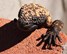 gilamonster[1]