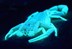 glowing-scorpion-flickr-furryscaly[1]