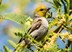 DSC_7136_Verdin