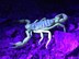 gdh_scorpion