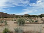 Pollinator Garden at Estrella Mtn. Regional Park