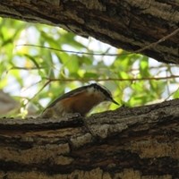 Small bird perched on a tree branch, framed by green leaves and dappled sunlight.