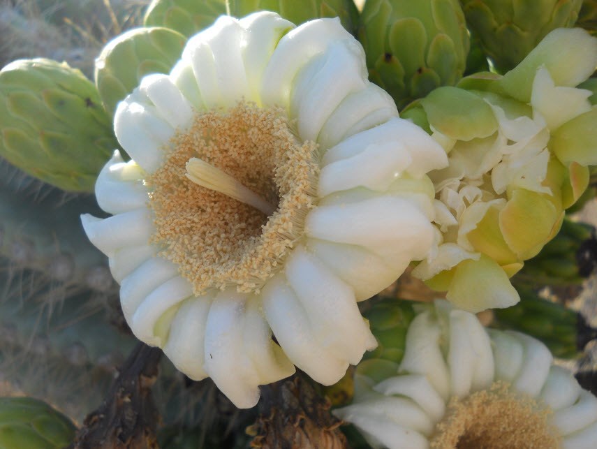 Saguaro_Flower_Bloom5