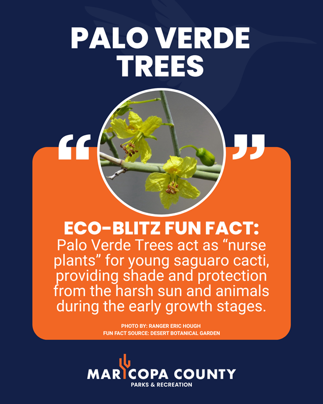 Graphic titled “Palo Verde Trees” with a photo of yellow flowers and text noting they act as nurse plants for young saguaros, providing shade and protection.