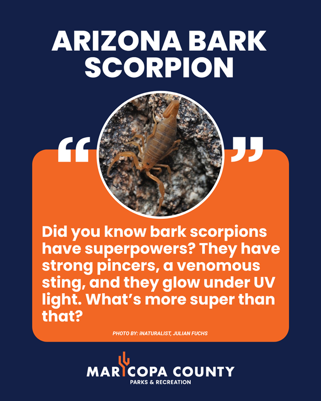 Graphic featuring an Arizona bark scorpion on a dark blue and orange background. Text reads: “Did you know bark scorpions have superpowers? They have strong pincers, a venomous sting, and they glow under UV light. What’s more super than that?” Maricopa County Parks & Recreation logo appears at the bottom.