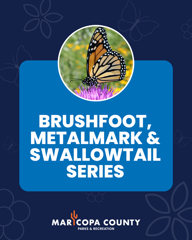 Brushfoot_Butterflies