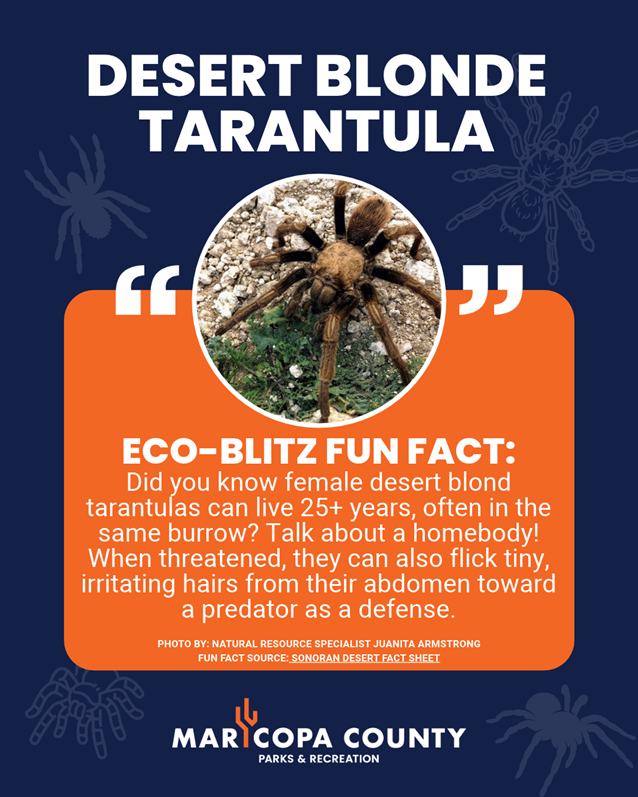 Graphic featuring a close-up photo of a desert blond tarantula. Text shares an Eco-Blitz fun fact that females can live more than 25 years, often in the same burrow, and can flick irritating hairs from their abdomen toward predators as a defense. Maricopa County Parks & Recreation logo at the bottom.