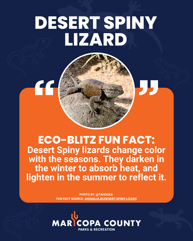 Desert_Spiny_Lizard