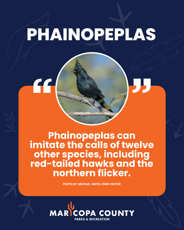 A blue background with a Phainopeplas highlighted in a circle. The text below reads Eco-Blitz Fun Fact - Phainopeplas can imitate the calls of twelve other species, including red-tailed hawks and the northern flicker.