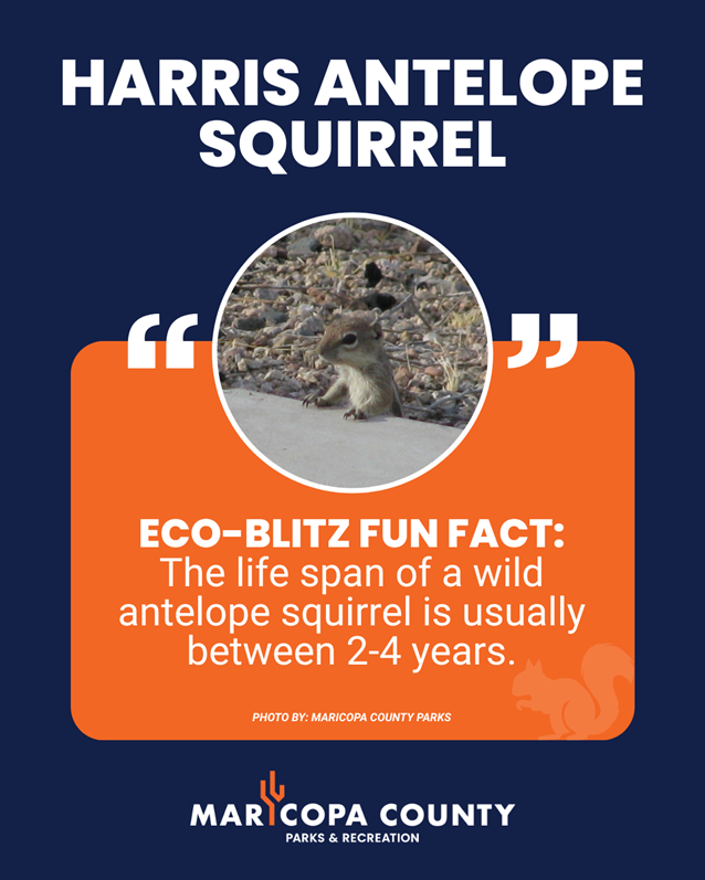 A blue background with a Harris Antelope Squirrel highlighted in a circle. The text below reads Eco-Blitz Fun Fact - The life span of a wild antelope squirrel is usually between 2-4 years.