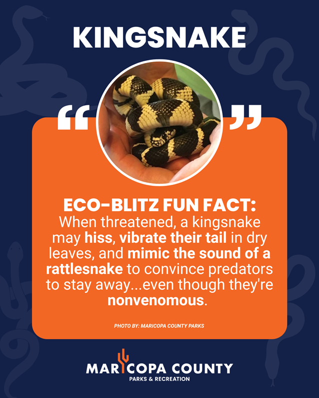 July_-_Kingsnake