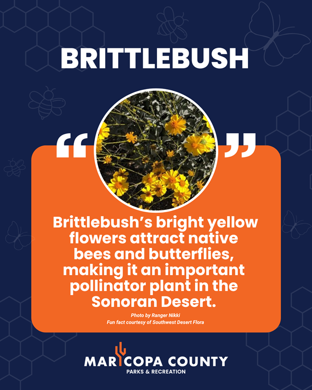 A blue background with a Phainopeplas highlighted in a circle. The text below reads Eco-Blitz Fun Fact - Brittlebush's bright yellow flowers attract native bees and butterflies, making it an important pollinator plant in the Sonoran Desert.