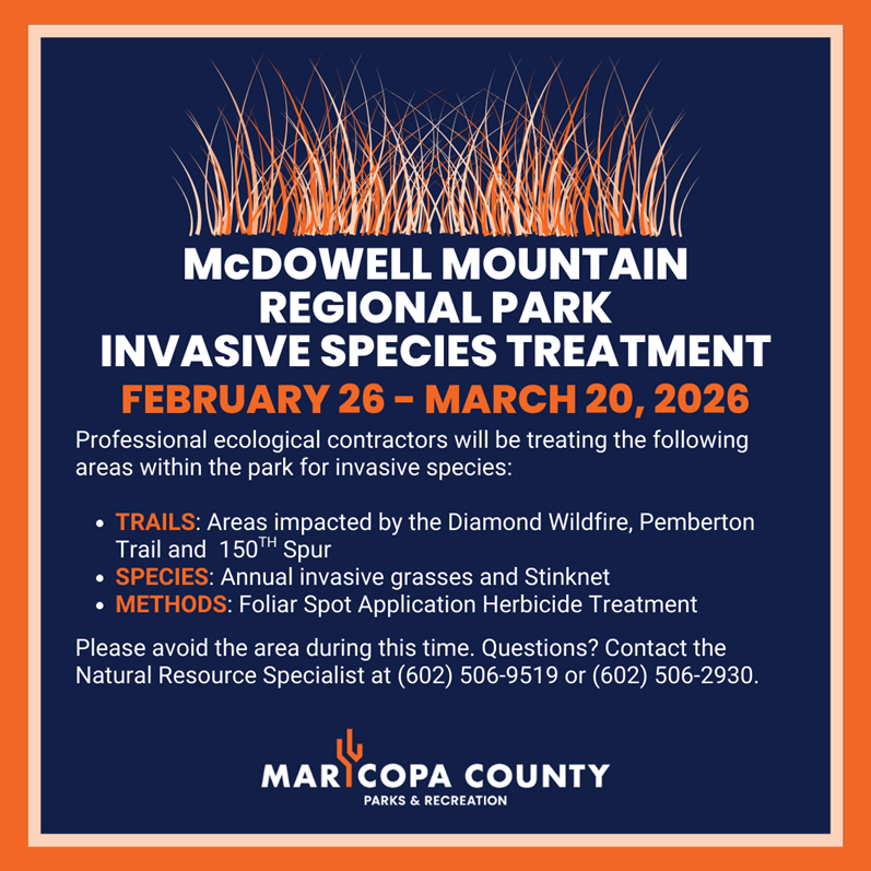 Invasive Species Treatment at McDowell Mtn. Regional Park graphic featuring an orange cluster of grass representing invasive species at the top.