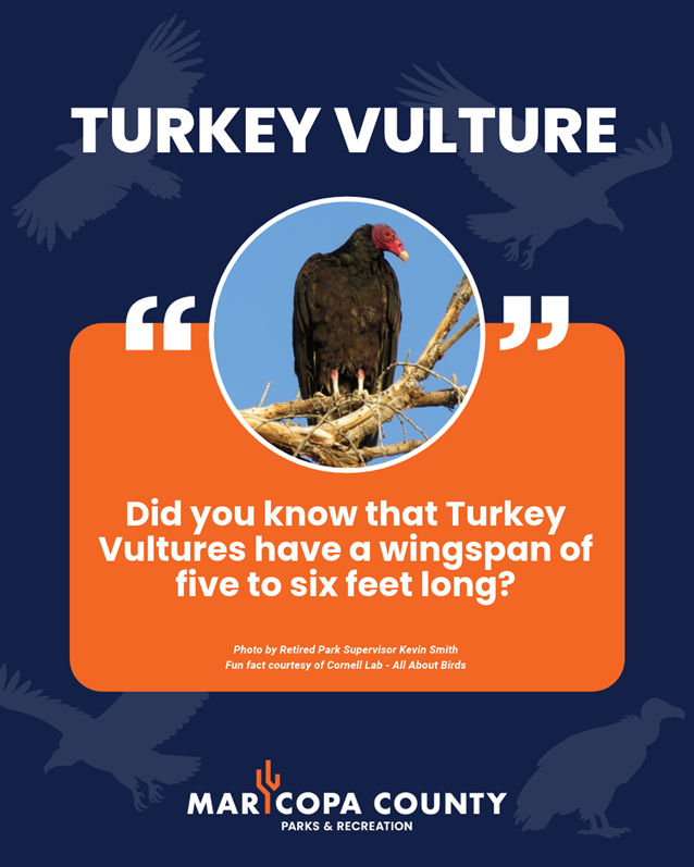 September_-_Turkey_Vulture