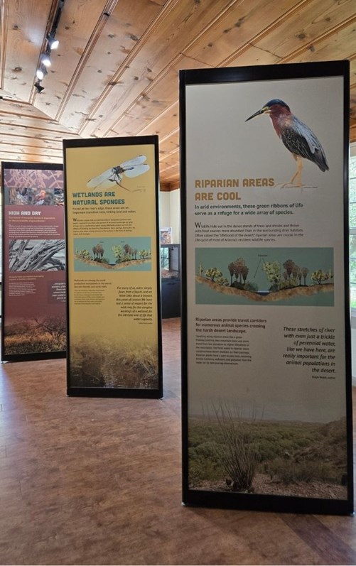 Interpretive exhibit panels inside the Hassayampa River Preserve visitor center featuring information about riparian habitats, wildlife, and desert ecosystems displayed along a wooden-floored gallery wall.
