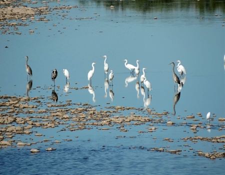 Gila_River_with_herons_and_egrets