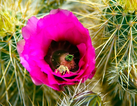 03122015_-_Strawberry_Hedgehog_at_Cave_Creek_by_Barbra_Hart
