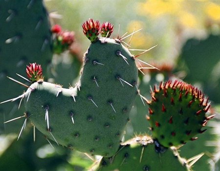 Close-up of a prickly pear cactus with green pads, sharp spines, and small red flower buds beginning to bloom.