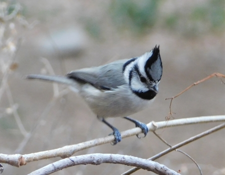 A bridled titmouse perches on a thin branch, showing its distinctive black-and-white face markings and crest.
