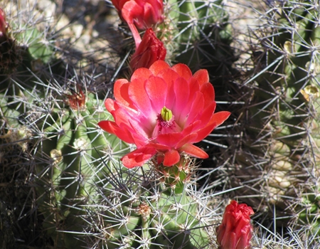 Bright red claret cup cactus flower blooming among spiny cactus pads at Usery Mountain Regional Park.