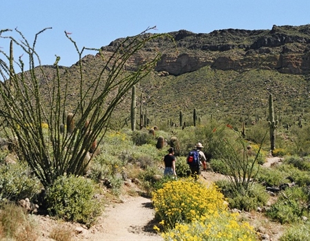 Two hikers walk along Pass Mountain Trail at Usery Mountain Regional Park surrounded by yellow wildflowers, saguaro cacti, and mountain scenery.
