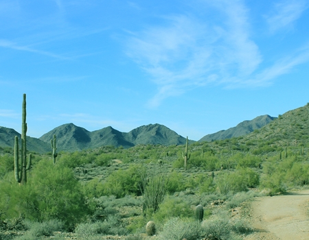 A wide desert trail winds through San Tan Mountain Regional Park, surrounded by saguaro cacti, low desert vegetation, and mountain views under a clear blue sky.