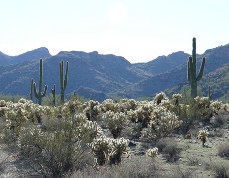 Desert landscape at White Tank Mountain Regional Park with cholla cactus and saguaro cacti set against mountain ridges under bright sunlight.