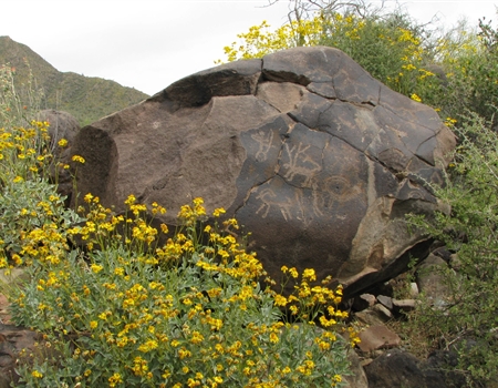 SX-ArcherPetroglyphs etched into a large rock surrounded by yellow wildflowers and desert vegetation in a mountainous landscape at Spur Cross Ranch Conservation Area.Rock