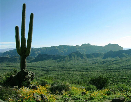 A saguaro cactus overlooks a wide desert valley with wildflowers and distant mountains at Usery Mountain Regional Park.