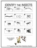 identifytheinsects